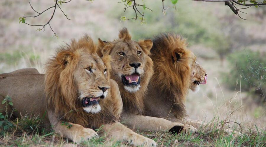 Lion Tribe in Safari Park