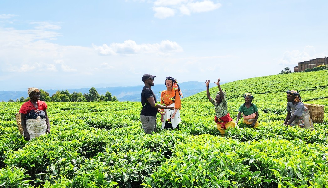 Tea plantation experience, Nyungwe National Park, Rwanda