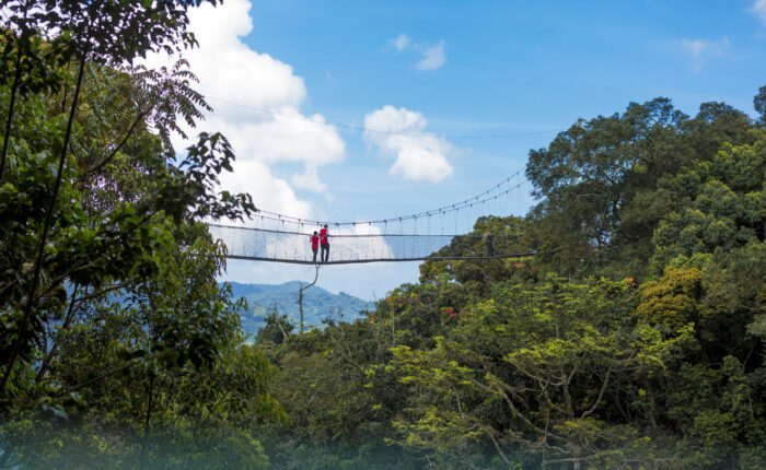 People walk across a canopy bridge surrounded by lush green forest and distant mountains under a bright blue sky with scattered clouds in Nyungwe National Park, Rwanda.