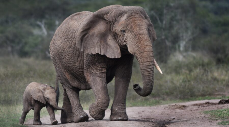 Elephant and baby spotted during a Safari game drive Rwanda