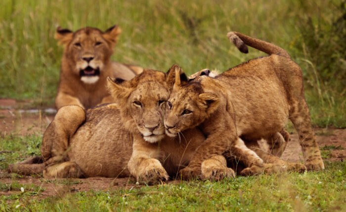 Lions spotted during a Safari game drive Rwanda
