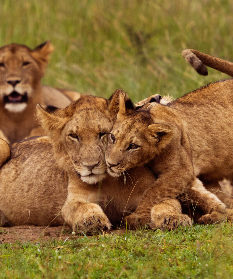 Lions spotted during a Safari game drive Rwanda